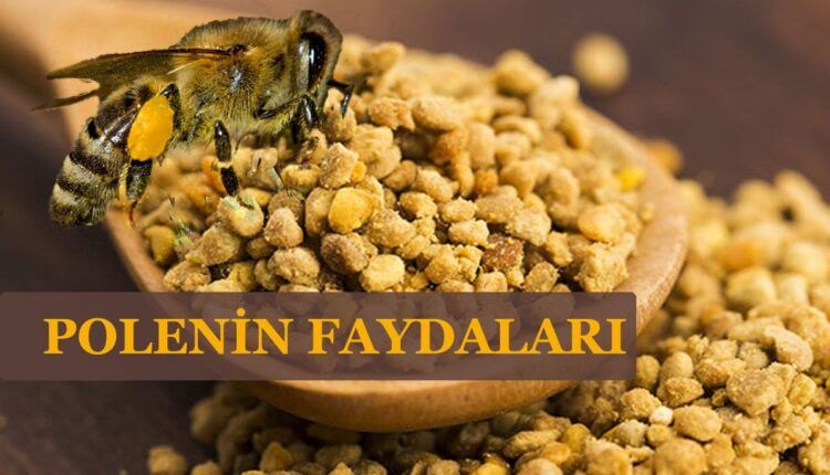 Polenin Faydaları Nelerdir?