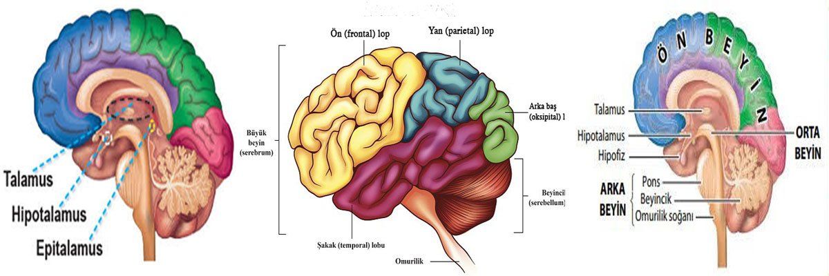 Beynin Bölümleri ve Görevleri
